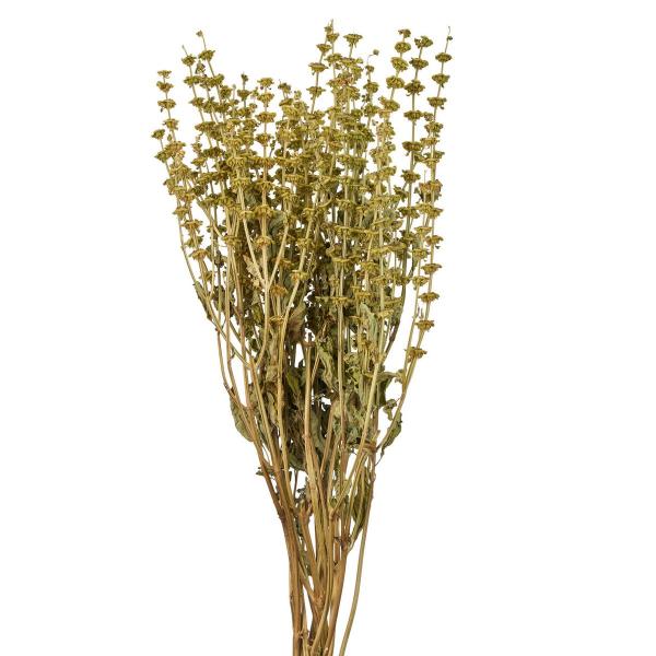 【商品番号：002-46917】/【VAR：】date20250610ドライ葉物 その他