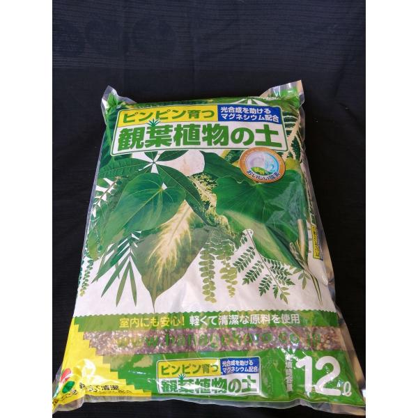 Ԃ ϗt|{y@12k 1701163 K[fjO |pi |py pyA|{y