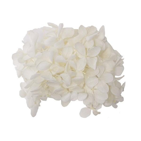 【商品番号：028-01113】/【VAR：56602】20190118new/bk-1024/bk-2024/psum-012/bk-3004プリザーブドフラワー花材 アジサイ