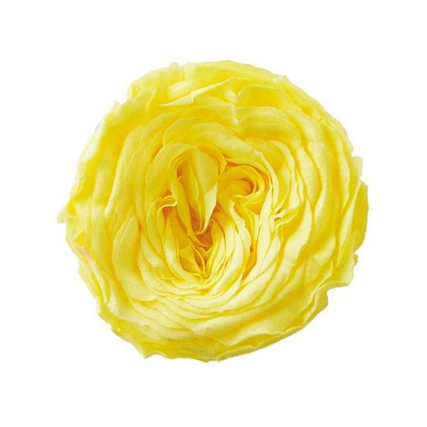 【商品番号：028-01374】/【VAR：65620】20220326new/psum-005/bk-3001プリザーブドフラワー花材 バラ（ローズ）