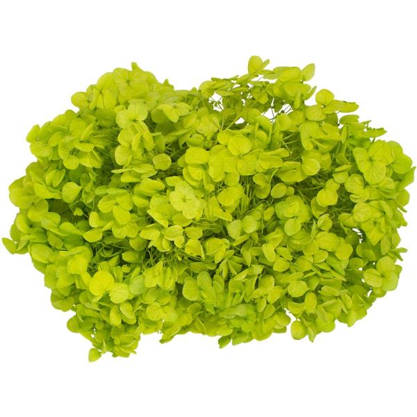 プリザーブド GARDEN PALETTE MONO アナベルアジサイ 約15g