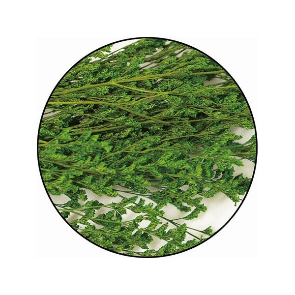 【商品番号：028-01696】/【VAR：67648】20230530newドライフラワー花材 スターチス【GARDEN PALETTE MONO】