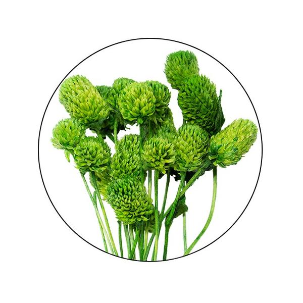 【商品番号：028-01708】/【VAR：67649】20230530new/color20230919ドライフラワー花材 センニチコウ（千日紅）【GARDEN PALETTE MONO】