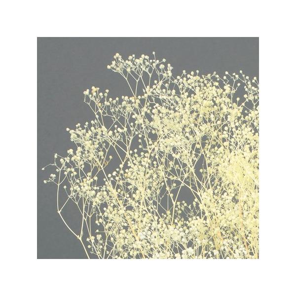 【商品番号：028-01808】/【VAR：77116】date20231027/00010-510/bk-4006プリザーブドフラワー花材 カスミ草【大地農園】