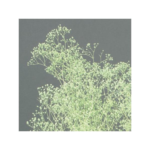 【商品番号：028-01809】/【VAR：77116】date20231027/00010-720/bk-4006プリザーブドフラワー花材 カスミ草【大地農園】