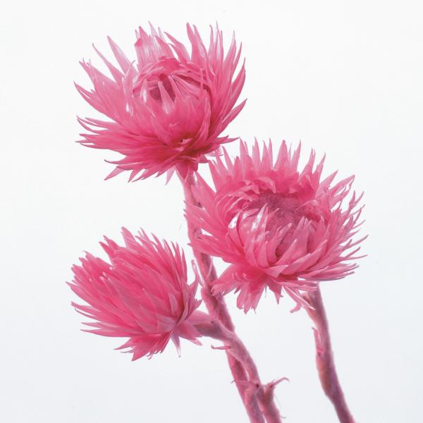 【商品番号：028-01814】/【VAR：77118】date20231027/32001-210ドライフラワー花材 シルバーデージー【大地農園】