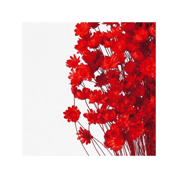 【商品番号：028-01820】/【VAR：77117】date20231027/30191-321ドライフラワー花材 スターフラワー【大地農園】