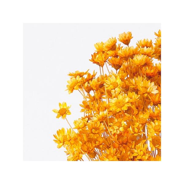 【商品番号：028-01821】/【VAR：77117】date20231027/30191-351ドライフラワー花材 スターフラワー【大地農園】