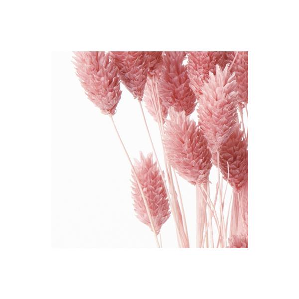 【商品番号：028-01835】/【VAR：4551】date20231027/42020-191ドライフラワー花材 ポアプランツ