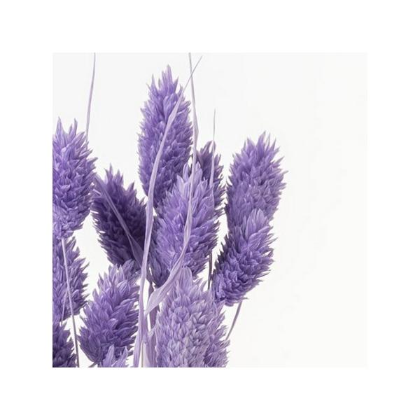 【商品番号：028-01840】/【VAR：4551】date20231027/42020-441ドライフラワー花材 ポアプランツ【大地農園】