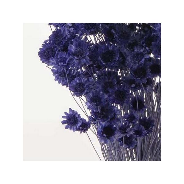 【商品番号：028-01842】/【VAR：77117】date20231027/30191-681ドライフラワー花材 スターフラワー【大地農園】