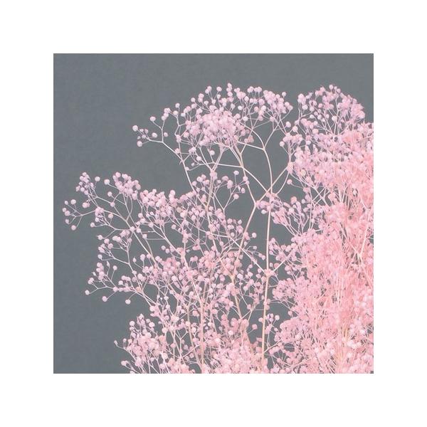 【商品番号：028-01849】/【VAR：77116】date20231027/00010-100/16v-004//bk-4006プリザーブドフラワー花材 カスミ草【大地農園】