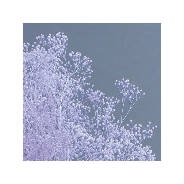 【商品番号：028-01851】/【VAR：77116】date20231027/00010-441/bk-4006プリザーブドフラワー花材 カスミ草【大地農園】