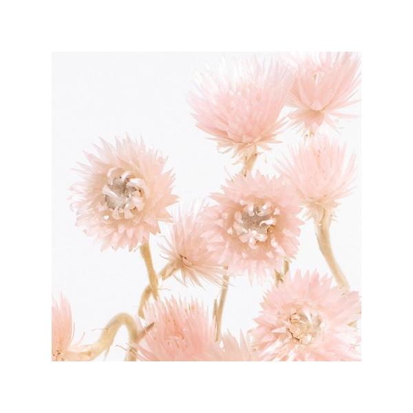 【商品番号：028-01862】/【VAR：77118】date20231027/32001-140/milkypinkドライフラワー花材 シルバーデージー【大地農園】