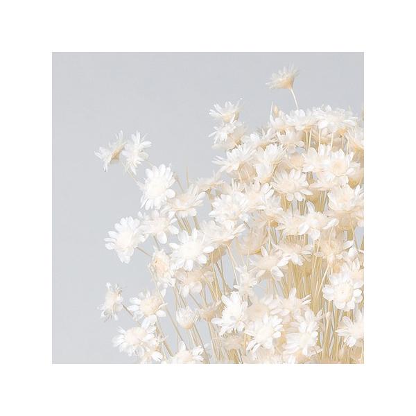 【商品番号：028-01876】/【VAR：77117】date20231027/30191-011ドライフラワー花材 スターフラワー【大地農園】