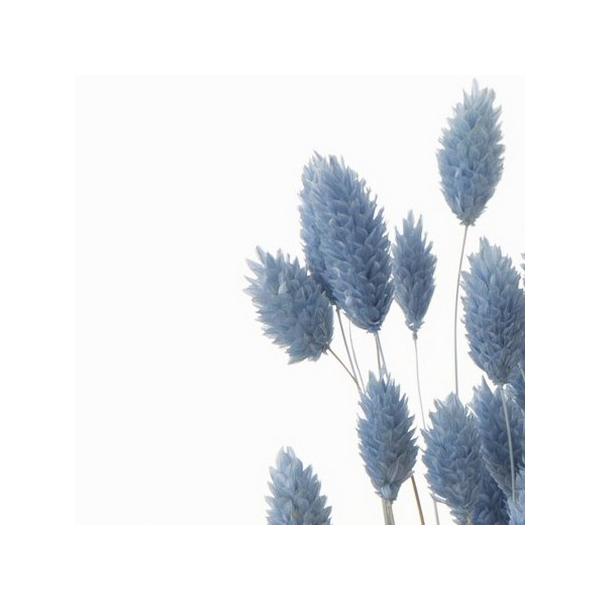 【商品番号：028-01895】/【VAR：4551】date20231027/42020-691ドライフラワー花材 ポアプランツ【大地農園】