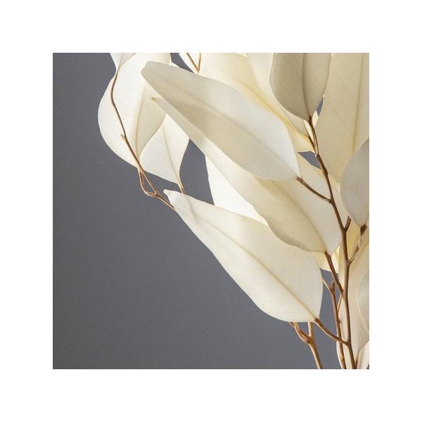 【商品番号：028-01902】/【VAR：54957】date20231027/16100-011/bk-4007ドライ葉物 葉物【大地農園】