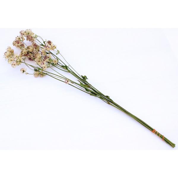 ドライ KUNIFLOWERS アストランティア 約3〜5本 ナチュラル 00367