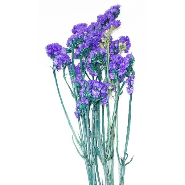 【商品番号：028-01973】/【VAR：77147】date20240130ドライフラワー花材 スターチス【GARDEN PALETTE MONO】