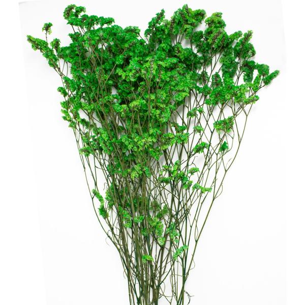 【商品番号：028-01994】/【VAR：67497】date20240504ドライフラワー花材 スターチス