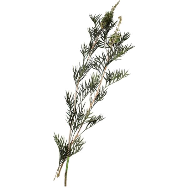 【商品番号：028-02197】/【VAR：81417】date20241202プリザーブドグリーン 葉物