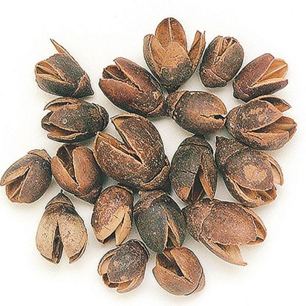 【商品番号：030-00474】/【VAR：8283】TOKA/66023/4940095660238/bk-2045ドライ実物＆フルーツ 木の実【東花】