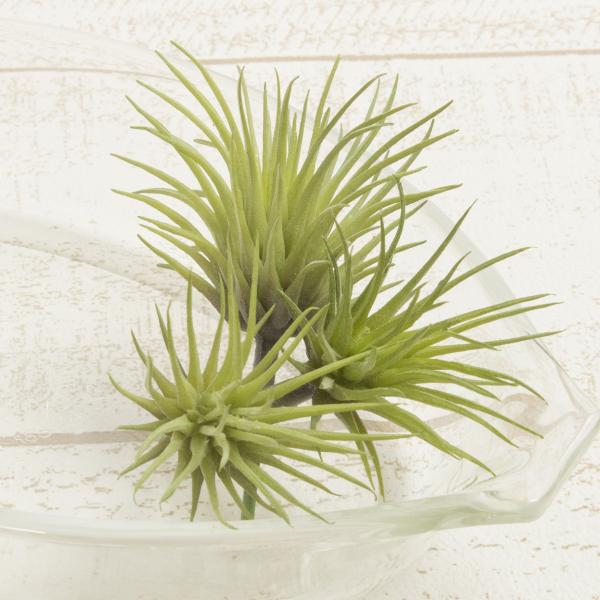  YDM ~j`WAsbN@RRC@O[ FG4585-GR ԗtAtFCNO[ GAvc