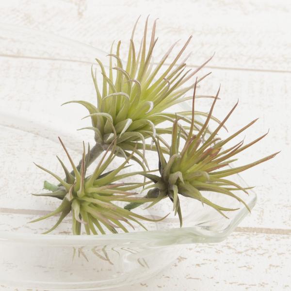  YDM ~j`WAsbN@RRC@bhO[ FG4585-R G ԗtAtFCNO[ GAvc