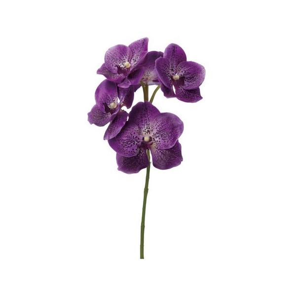 紫 胡蝶蘭の通販 価格比較 価格 Com