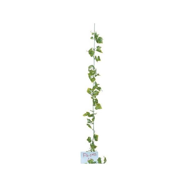 ���� YDM �w�b�_�c�L �O���[�v�K�[�����h poppy-FG0250AP