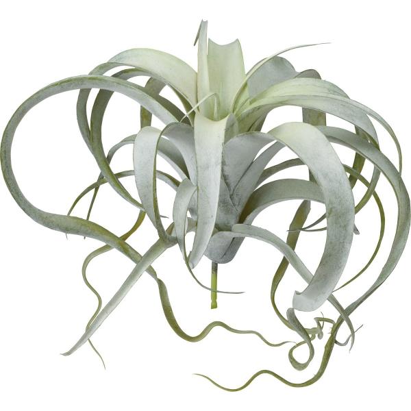  YDM J[[`WA zCgO[ GL5137-W G ԗtAtFCNO[ GAvc