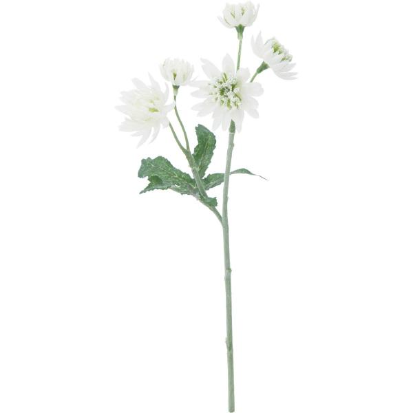 【商品番号：030-22237】/【VAR：42415】4961823650574/20170404new/asum-008/A17haha-005/bkz-0011/bkz-0208/bkz-0408造花 花材「あ行」 アストランチア