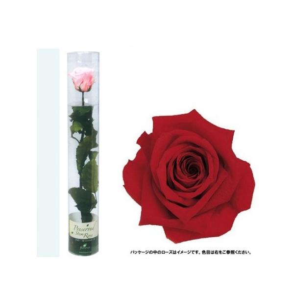 【商品番号：030-50219】/【VAR：8067】/DASFL012-05/4543567801056/chichinohi-06/P17haha-001/16ha_p008/15px-003/hahanohi/bk-3003プリザーブ...