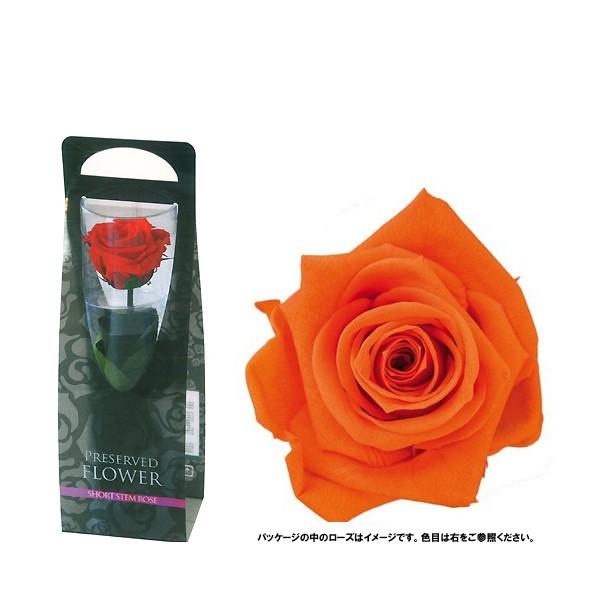 【商品番号：030-50547】/【VAR：8081】/DASFL072-29/4543567812298/chichinohi-05/psum-006/18hwdp1/hahanohi/bk-3003プリザーブドフラワー花材 バラ（ローズ）