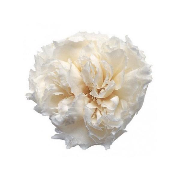 �v���U�[�u�h �t���[���G�o�[ �X�^���_�[�h�J�[�l�[�V�����@�p�[���z���C�g�@6�� FL1100-01 �v���U�[�u�h�t�����[�ԍ� �J�[�l�[�V����