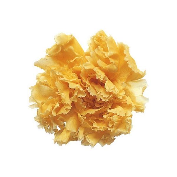 �v���U�[�u�h �t���[���G�o�[ �~�j�J�[�l�[�V�����@�P�Q�ց@�C�G���[ FL1200-02 �v���U�[�u�h�t�����[�ԍ� �J�[�l�[�V����