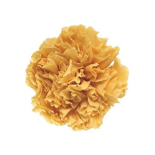 �v���U�[�u�h �t���[���G�o�[ �~�j�J�[�l�[�V�����@�P�Q�ց@�\�t�g�C�G���[ FL1200-15 �v���U�[�u�h�t�����[�ԍ� �J�[�l�[�V����