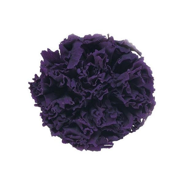 �v���U�[�u�h �t���[���G�o�[ �~�j�J�[�l�[�V�����@�P�Q�ց@�o�C�I���b�g FL1200-18 �v���U�[�u�h�t�����[�ԍ� �J�[�l�[�V����