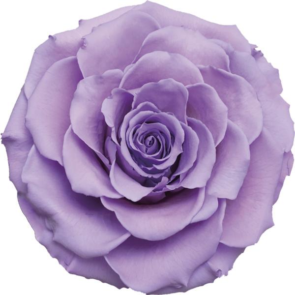 売り値価格 プリザーブド Amorosa リンダ １輪入り オペラモーヴ 1108 56 は行 バラ ローズ サープラ