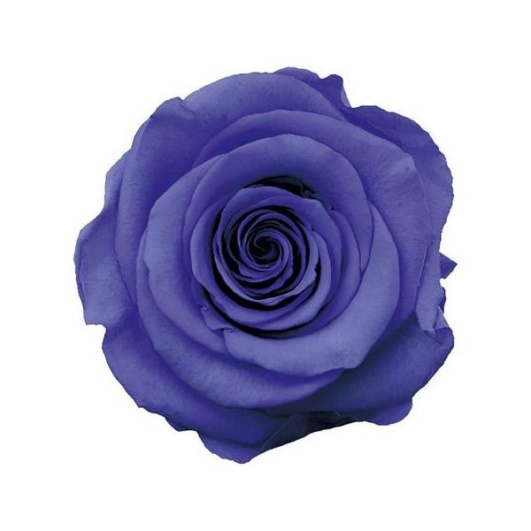 【商品番号：033-01485】/【VAR：59615】20200331new/1輪販売/bk-3003プリザーブドフラワー花材 バラ（ローズ）