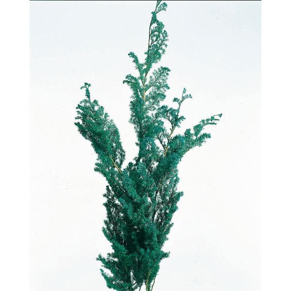 【商品番号：034-00065】/【VAR：22549】01320-700/4988489063883/xm2014-02/xmas/bk-0026/15px-001/opk-2019/bk-3010//まつむら通信プリザーブドグリーン 葉物
