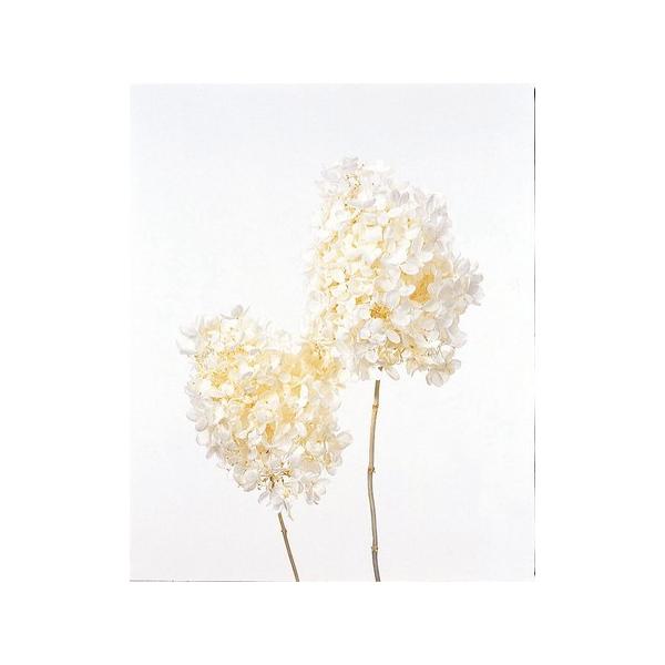 vU[uh n_ s~bhAWTC wbh2 ItzCg 01510-011 vU[uht[ԍ AWTC