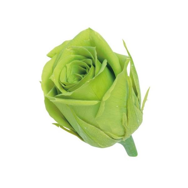 匿名配送☆大地農園 ビビアン 3色×16輪 プリザーブド 大地農園 ビビアン 24輪 ライトグリーン 02370-721