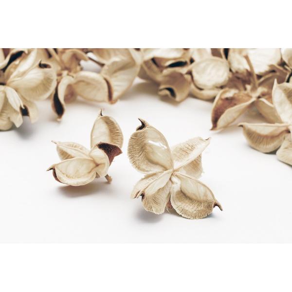 【商品番号：034-00742】/【VAR：4465】24400-031/4988489171472/mothersday_preserved/bk-0045ドライ実物＆フルーツ 木の実