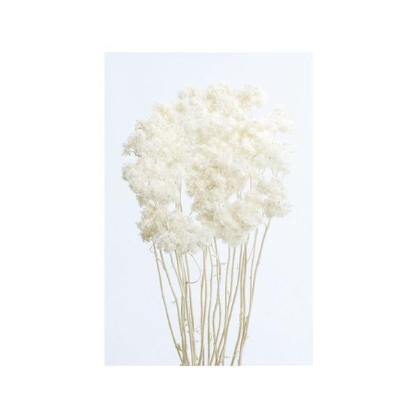 【商品番号：034-00784】/【VAR：4486】/30140-011/4988489140584/psum-013/bk-0025/bk-1108/bk-2108ドライフラワー花材 その他ドライフラワー