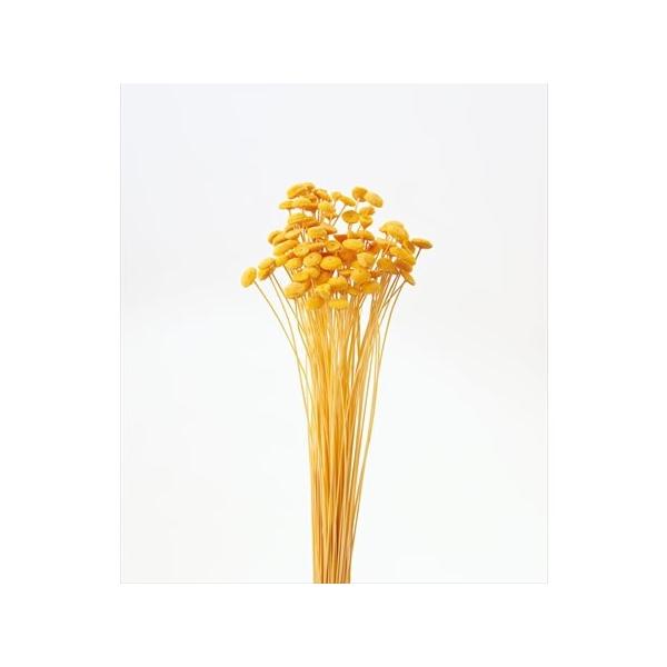 【商品番号：034-00791】/【VAR：4487】/30160-520/4988489141284/2015hina-03/chichinohi-12/16pa013/psum-008/bk-0025/bk-1108/bk-3016ドラ...