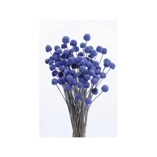 【商品番号：034-00792】/【VAR：4487】30160-600/4988489141246/16pa015/psum-004/bk-0025/bk-1108/bk-3016ドライフラワー花材 ボタンフラワー