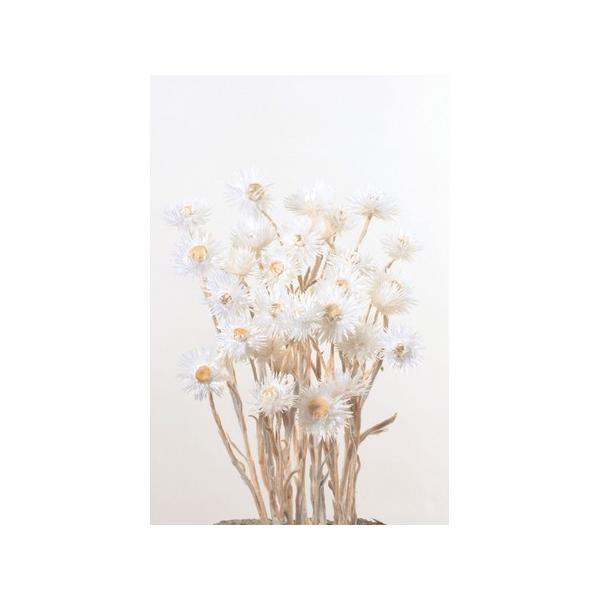 【商品番号：034-00809】/【VAR：4499】/32001-011/4988489165655/psum-013/bk-0025/bk-1108/tsukigawari/hndnyorj/bk-2108/bk-3016ドライフラワー...