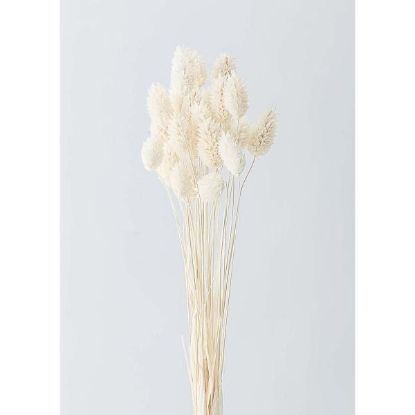 【商品番号：034-00886】/【VAR：4551】42020-011/4988489015486/mothersday_preserved/2015easter-09/aki_/psum-013/bk-0025/drypuri2015_...