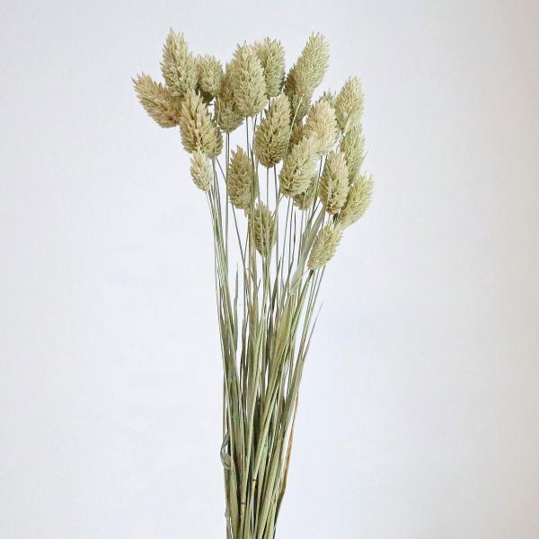 【商品番号：034-00887】/【VAR：4551】42020-020/4988489015493/2015hina-04/2015easter-09/15i_aki_66/drypuri2015_004/bk-2108ドライフラワー花材...